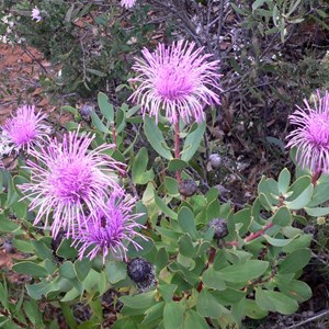 Isopogon latifolius 