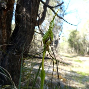 Bird Orchid. Photo by Graeme W.