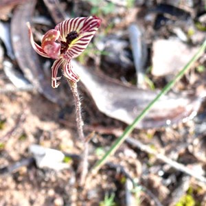 Caladenia cairnsiana