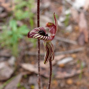 Caladenia cairnsiana