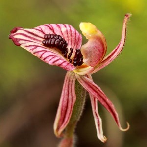  Zebra orchid, Caladenia cairnsiana