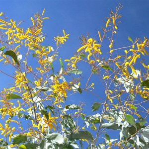 Pindan Wattle, Acacia tumescens