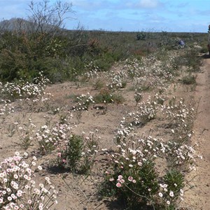 Actinodium cunninghamii make a showy roadside display