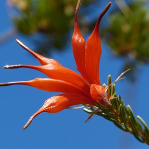 Heath-leaved Honeysuckle