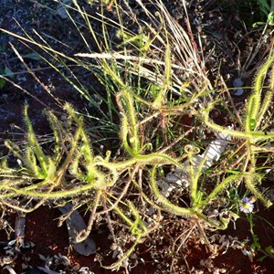 Drosera indica