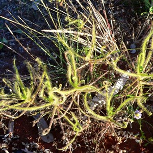 Drosera indica