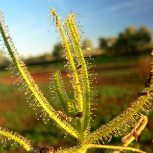 Drosera indica