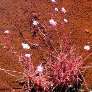 Drosera indica