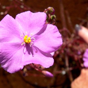 Drosera indica