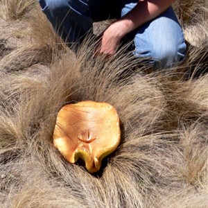 Giant Bolete or Phlebopus marginatus