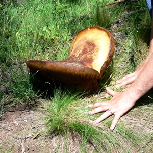 Phlebopus marginatus