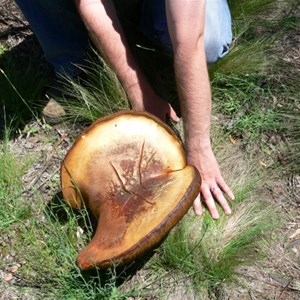 Phlebopus marginatus