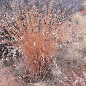 Kangaroo Grass, Themeda triandra