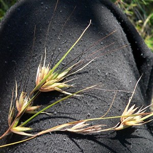 Flowers of Themeda triandra.