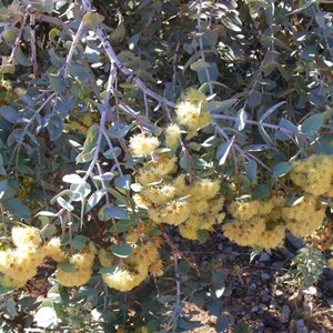 Curly mallee, Flinders Ranges