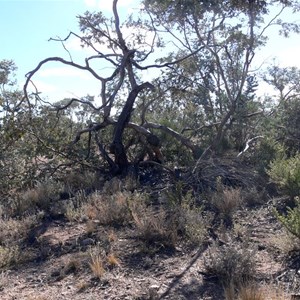 Curly mallee, Flinders Ranges