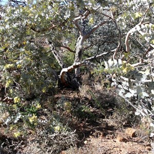 Curly mallee, Flinders Ranges