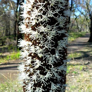 Individual grass tree flowers clustered along the flowering spike