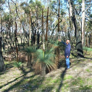 Tall flowering spikes on these grasstrees