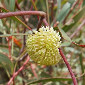 Hakea laurina