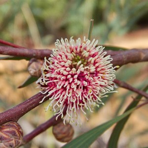 Hakea laurina