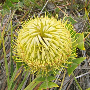 Baxters Banksia