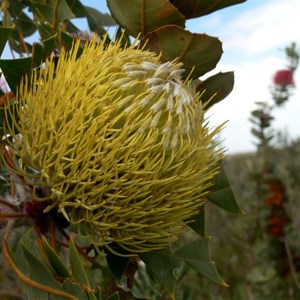 Banksia