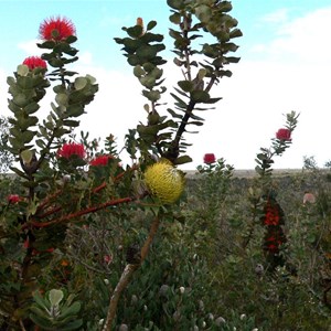 Banksia baxteri (yellow)