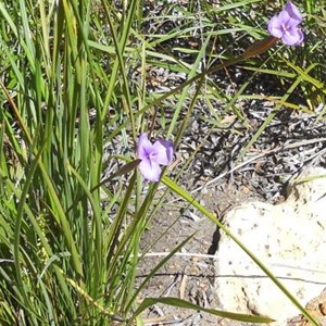 Patersonia occidentalis