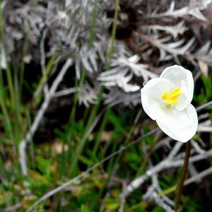 Patersonia inequalis