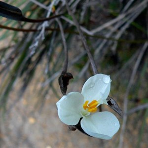 Native Iris, Patersonia inequalis