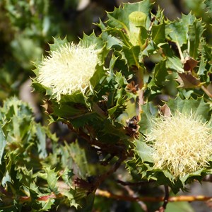 Wedge-leaved Dryandra