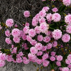 Pimelea ferruginea, Rice Flower