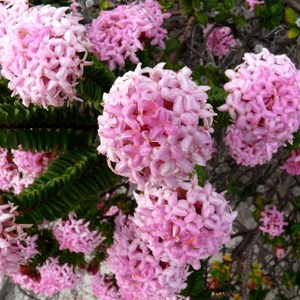 Pimelea ferruginea, Coastal Rice Flower