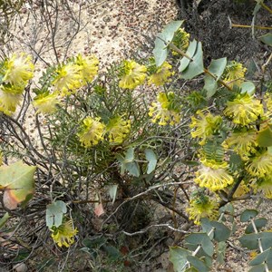 Riceflower, Pimelea suaveolens