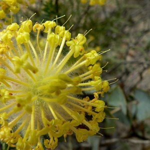 Riceflower, Pimelea suaveolens