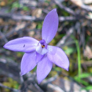 Wax Lip Orchid