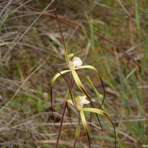 Yellow Spider Orchid