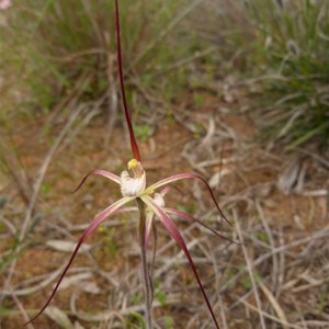 C. denticulata subsp. red flowering