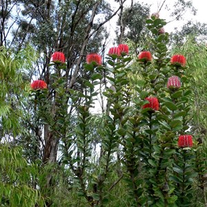 Banksia coccinea