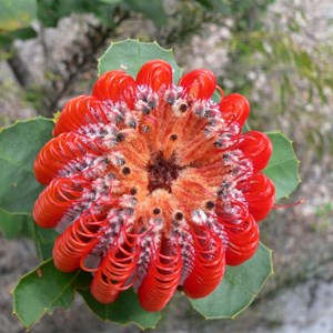 Banksia coccinea