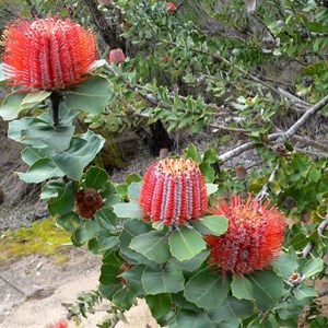 Banksia coccinea