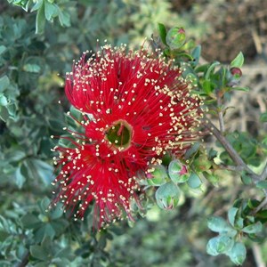 Kunzea pulchella