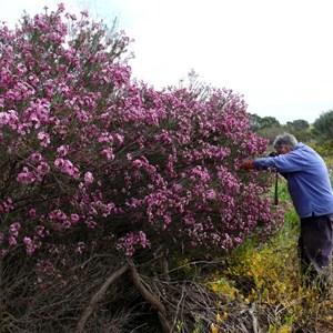 Chamelaucium uncinatum