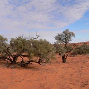 Gidgee trees