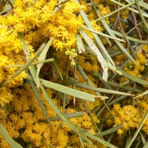 Gidgee in flower