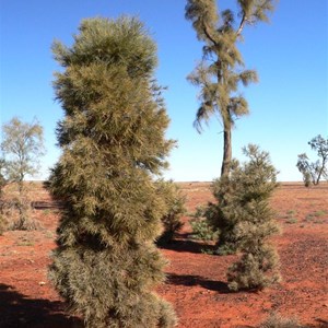 Juvenile A. peuce showing upright form and sharp pointed foliage