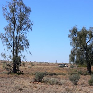 A. peuce north of Birdsville, showing bark.