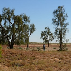 A. peuce north of Birdsville