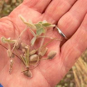 Marsilea drummondii or Nardoo showing small brown spore cases